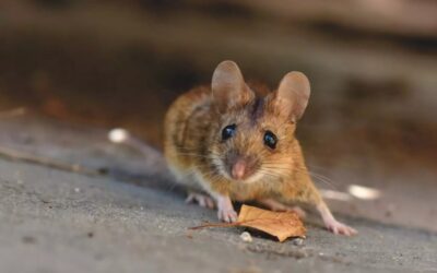 Inyectar sangre de ratones corredores mejora las funciones cognitivas de los sedentarios